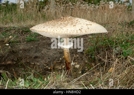 Parasol - Macrolepiota procera Stock Photo