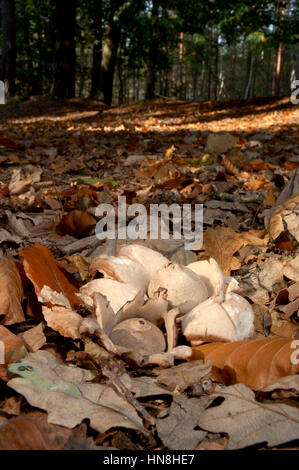 Collared Earthstar - Geastrum triplex Stock Photo