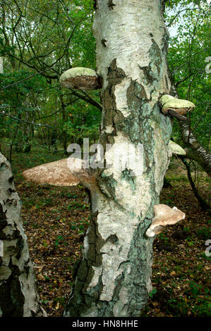 Birch Polypore or Razorstrop Fungus - Piptoporus betulinus Stock Photo