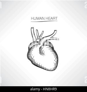 Human heart isolated. Internal organ icons sketch Stock Vector
