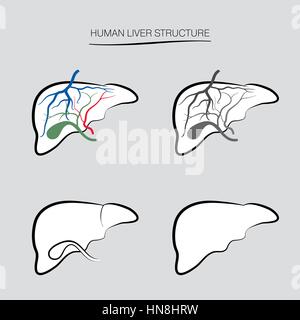 Human liver structure. Human internal organ icons set Stock Vector