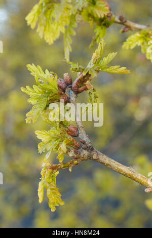 Common Oak (Quercus robur) leaves budding, Letchmire Pastures, West Yorkshire, England, April Stock Photo