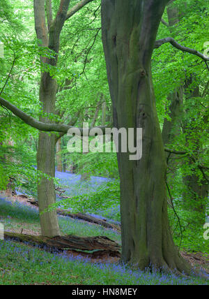 A sparse carpet of Bluebells at Farnhill wood near Skipton, Yorkshire Dales, North Yorkshire, UK Stock Photo