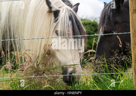 England, Yorkshire, Newcastle -  Horses grazing in a pasture next to Hadrian's Wall, also known as the Roman Wall, a defensive fortification in the Ro Stock Photo