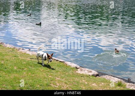 Puppy by the lake chasing duckling by Lake Bled Stock Photo