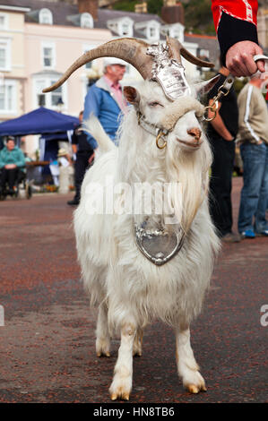 Llandudno, Wales - July 10, 2011: William Windsor Kashmir goat and retired Lance Corporal of the 1st British Army bataillon, the Royal Welch Fusiliers Stock Photo