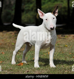 english bull terrier Stock Photo