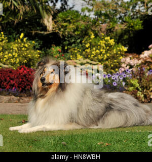 blue merle collie (rough) Stock Photo