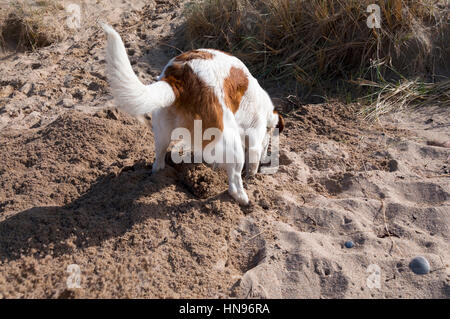 Dog digging a hole in the beach sand Stock Photo