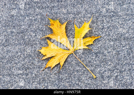 Maple leaf on a granite stone surface. Allegory of autumn season. Contrast of vulnerable plant and hard rock, yellow and gray colors. Stock Photo