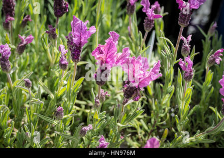 French lavender 'Springbreak Princess' Stock Photo