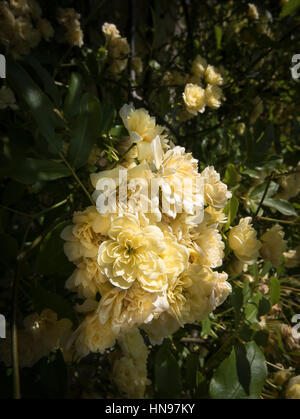 Rosa banksiae flowering in Spring in UK Stock Photo