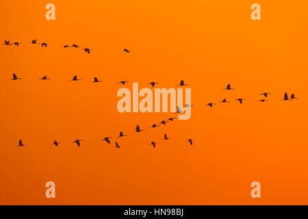 Common Crane / Eurasian Cranes (Grus grus) flock in flight silhouetted against sunrise / sunset Stock Photo