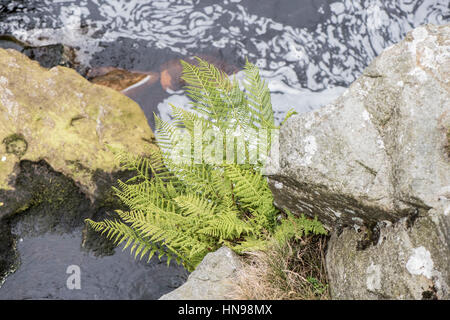 Lady Fern, Athyrium filix-femina, by River Roeburn in Forest of Bowland, Lancashire Stock Photo