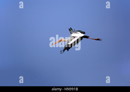 Painted Stork, (Mycteria leucocephala), adult flying, Udawalawe Nationalpark, Sri Lanka, Asia Stock Photo