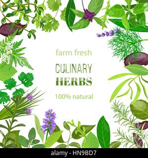 Culinary herbs ornament with text 100 natural. Vector illustration. Food design for market, menu, health care products, spa salon, ready logo, icon Stock Vector