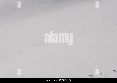 Fresh deer tracks in deep snow which show the animal had to jump