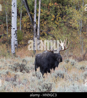 Mature bull moose among aspen and cottonwood trees in sagebrush meadow Stock Photo