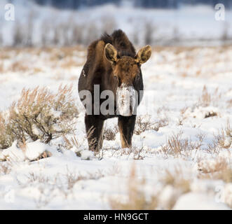 Bull moose that has lost antlers digging in deep snow for food Stock Photo