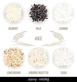 Different types of rice grains isolated on white background. Basmati, wild, jasmine, long brown, arborio, sushi. Vector illustration. For culinary Stock Vector