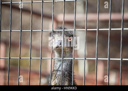 Close up picture of an ostrich head behind a fence. Stock Photo