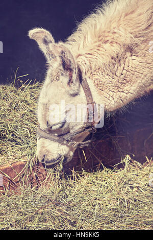 Color toned close up picture of a lama eating grass. Stock Photo