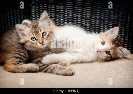 Kittens playing Stock Photo