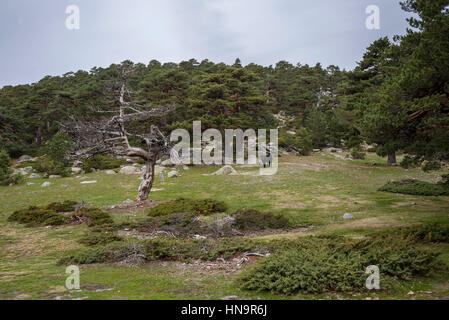 Scots pine forest in Guadarrama Mountains National Park, province of Madrid, Spain. Photo taken from the Collado Ventoso (Windy Col) Stock Photo