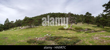 Scots pine forest in Guadarrama Mountains National Park, province of Madrid, Spain. Photo taken from the Collado Ventoso (Windy Col) Stock Photo