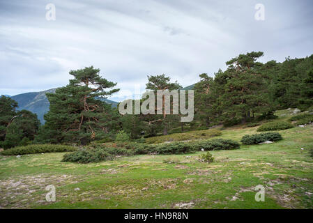 Scots pine forest in Guadarrama Mountains National Park, province of Madrid, Spain. Photo taken from the Collado Ventoso (Windy Col). Stock Photo