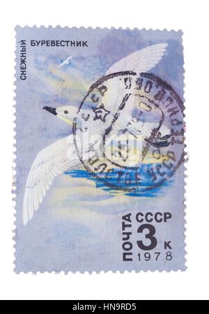 USSR - CIRCA 1978: stamp printed by , shows snow petrel Pag Stock Photo