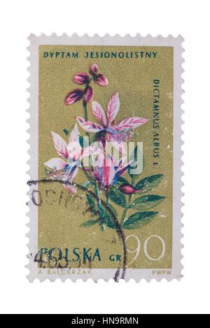POLAND - CIRCA 1962: A stamp printed in  shows Dictamnus Stock Photo