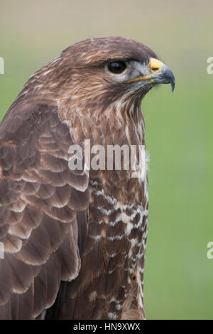 Common Buzzard (Buteo buteo) Stock Photo
