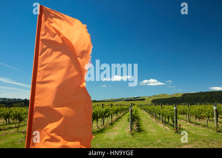 Luna Estate Vineyard, Martinborough, Wairarapa, Lower North Island, New Zealand Stock Photo