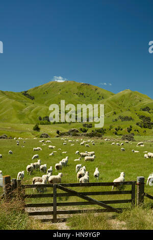Gate, sheep and farmland near Martinborough, Wairarapa, Lower North Island, New Zealand Stock Photo
