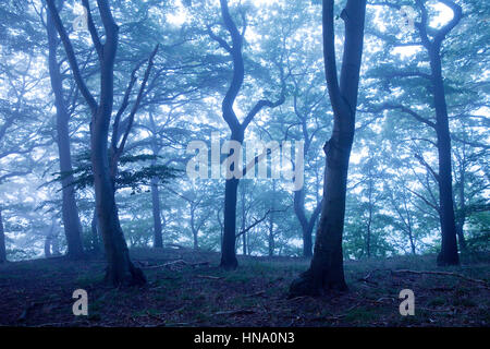 Mysterious foggy forest landscape, dawn, Witten, Ruhr district, North Rhine-Westphalia, Germany Stock Photo