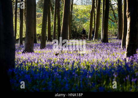 Dog walkers pass a carpet of bluebells at sunrise in woods near Cleeve, North Somerset, as carpets of bluebells in woodlands are a much-loved sign of spring, but the flowers could struggle as the climate changes, a study suggests. Stock Photo