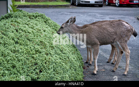 Two young black-tailed deer eating the garden hedges in a residential neighbourhood in Victoria, British Columbia in the winter. Stock Photo