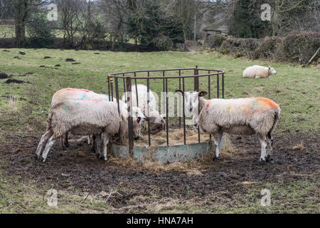 Blue Faced Leicester ewes eating hay from a round bale feeder. Also showing colour from the raddle used on the tup. Stock Photo