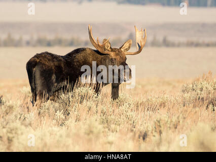 Mature bull moose in deep sagebrush and grass in meadow Stock Photo