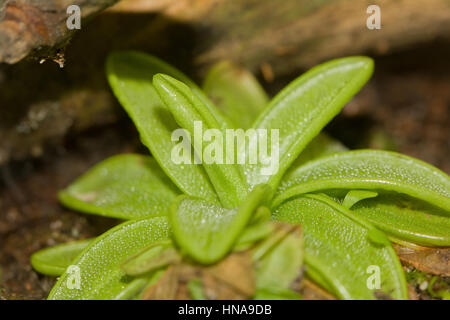 Primrose butterwort Stock Photo