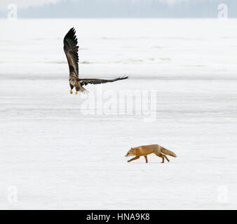 A White-tailed aka Sea eagle flying above a frozen Lake while a red fox is walking on the ice. Stock Photo