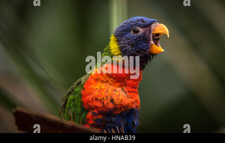 The Rainbow lori (Trichoglossus moluccanus) a species of parrot living in Australia. The bird is a medium-sized parrot. Stock Photo