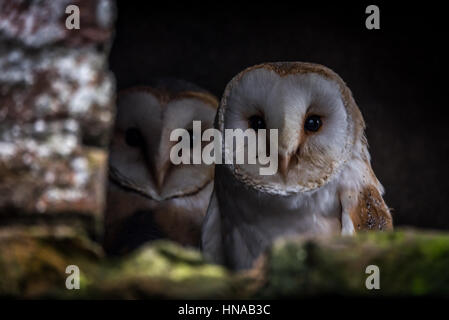 Two barn owls (Tyto alba) sitting next two each other.The barn owl is the most widely distributed species of owl and one of the most widespread of all Stock Photo
