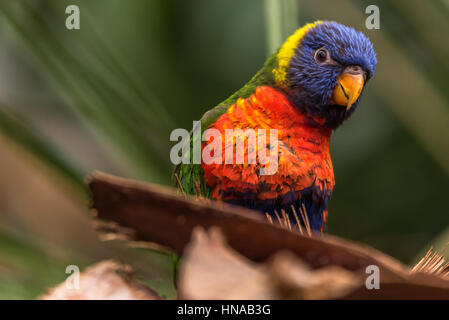 The Rainbow lori (Trichoglossus moluccanus) a species of parrot living in Australia. The bird is a medium-sized parrot. Stock Photo