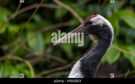 The red-crowned crane (Grus japonensis), also called the Japanese crane bird. Photo taken behind te fence in a zoo. Stock Photo