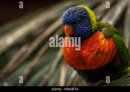 The Rainbow lori (Trichoglossus moluccanus) a species of parrot living in Australia. The bird is a medium-sized parrot. Stock Photo