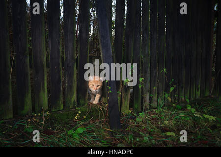 Domestic cat (Felis catus) looking through wooden fence. Lower Silesia. Poland. Stock Photo