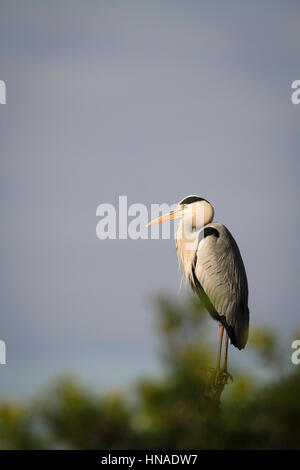 Grey Heron (Ardea cinerea) perched on pole. Albufera Natural Park. Valencian Community. Spain. Stock Photo