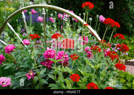 Flowering Maltese cross plants flowering in the summer garden beside a brass spindle bed head board used as decoration Stock Photo